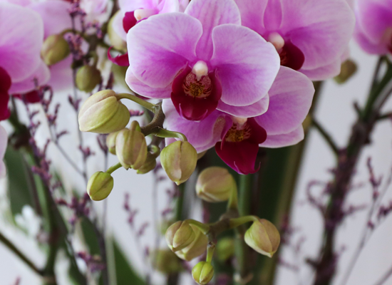 ��äȭ ���� ��ũ �޺� - ������ �� ���� �ɹ��