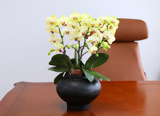 ��� �޺� ���� - ������ �� ���� �ɹ��