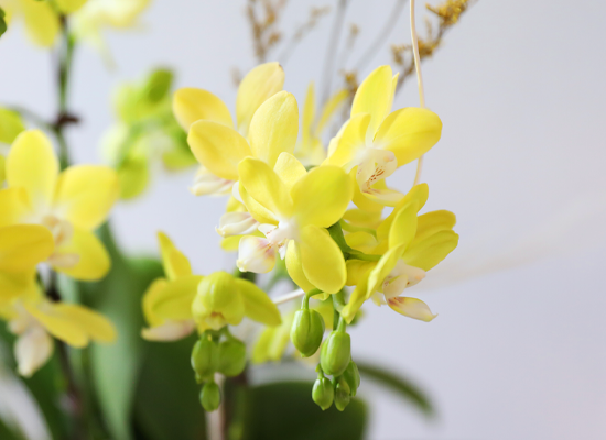 ����� ������ �� - ������ �� ���� �ɹ��