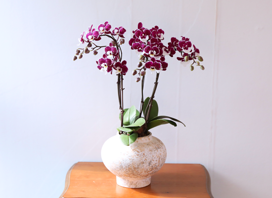 ���� ���� ���� - ������ �� ���� �ɹ��