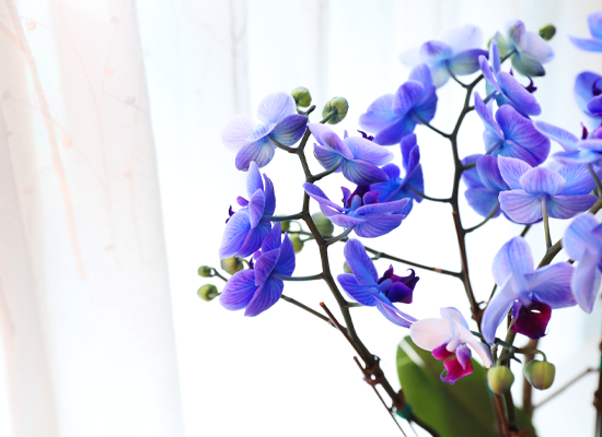 �޺� ������ �� - ������ �� ���� �ɹ��