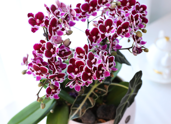 ������ �̽� - ������ �� ���� �ɹ��