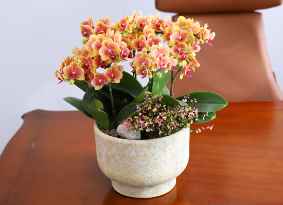 �¾��� �뷡 - ������ �� ���� �ɹ��