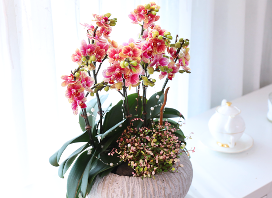 ��ȫ�� ��äȭ ���� - ������ �� ���� �ɹ��