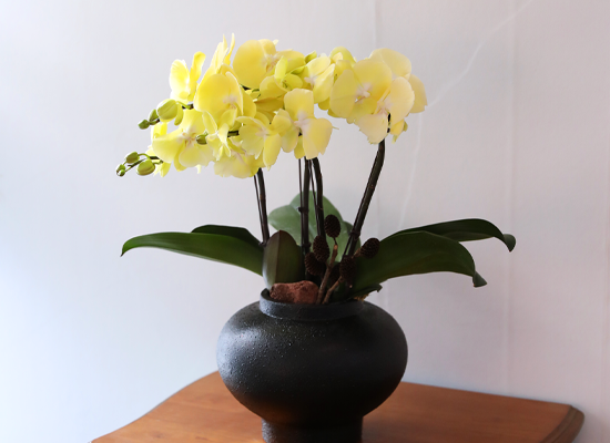 ���� �����ö��� - ������ �� ���� �ɹ��