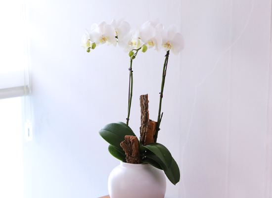 ������ �޺� - ������ �� ���� �ɹ��