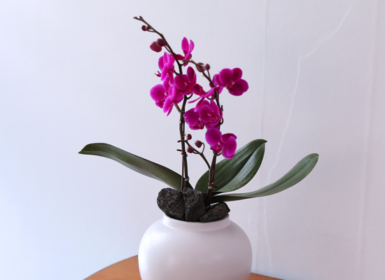 ��ȫ ���� �޺� - ������ �� ���� �ɹ��