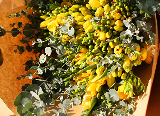 [�ù��ǰ]Fresh spring flower Hope of feather ���� �ɹ��