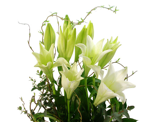 Lilly -   ɹ