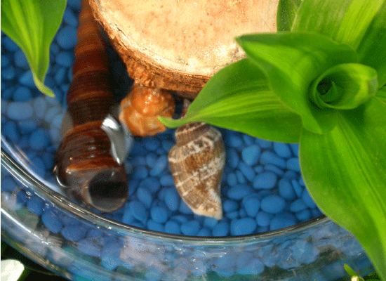 Cleo Blue(Ŭ����) ���� �ɹ��