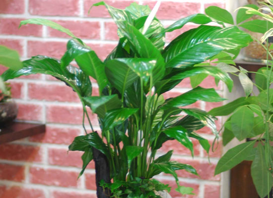 �ڶ�� ��̸� ������ ������... ���� �ɹ��