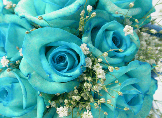 [ְα]Daisy Blue()  ɹ