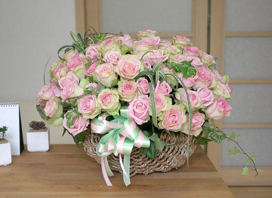 [￹] Rose & Royal pink  ɹ