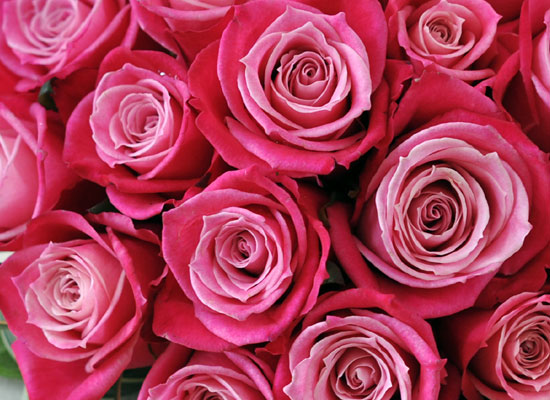 Rose & Smart pink  ɹ