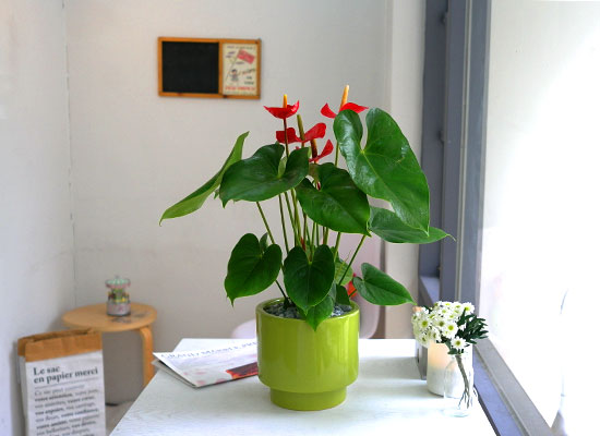 [서울배송]Table deco. 그린화기의 안스리움 (* 화기 변동) 꽃집 꽃배달