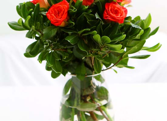 The Rose - [High quality] Only Orange rose (10)  ɹ