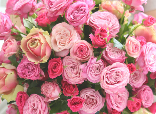 HappyȭƮ _ Pink Rose Romance  ɹ