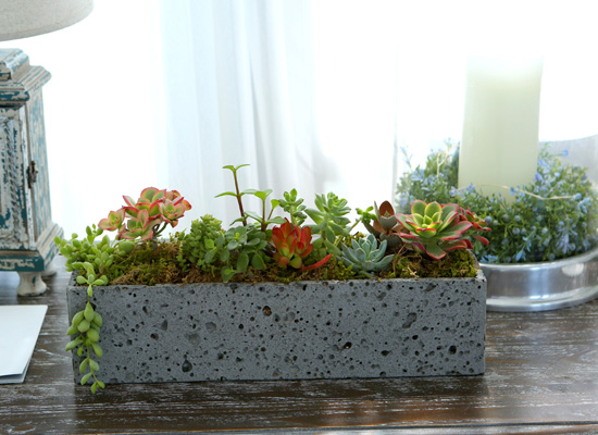 Succulent Plant - 빛깔 고운 식물, 다육정원 직사각 꽃집 꽃배달