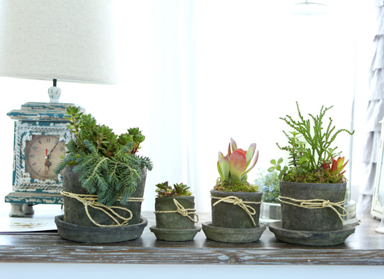 Succulent Plant (Ĺ) - Living Succulent  ɹ