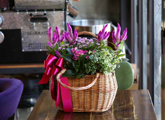 [ȭĹ]Garden gift basket - Can i do this in my apartment? Of course!!!- ü  ɹ