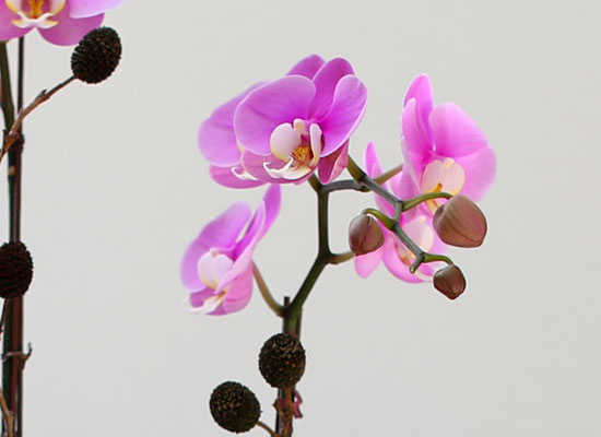 Decorating with Orchids() - ȫ ũȣ  ɹ