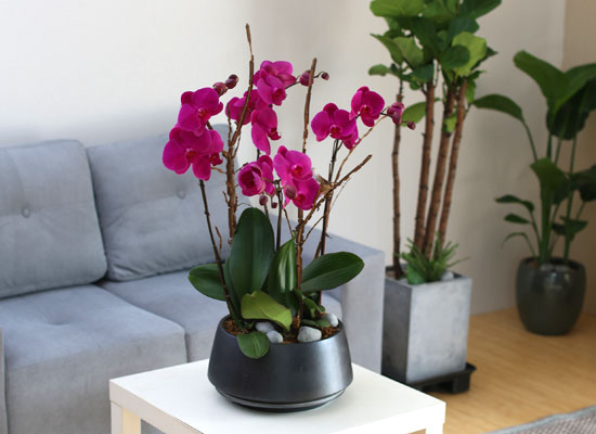 Decorating with Orchids() - õǰ ޽ ȭ⿡  ũȣ  ɹ