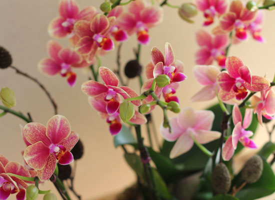 [Decorating with Orchids] ݳ ()  ɹ