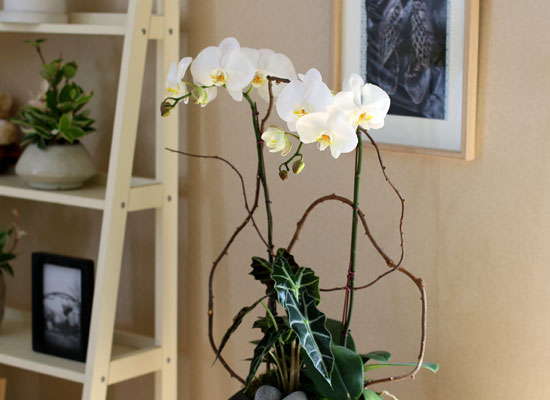 Decorating with Orchids() - Ĺ̰ ̴ ȭƮȣ  ɹ