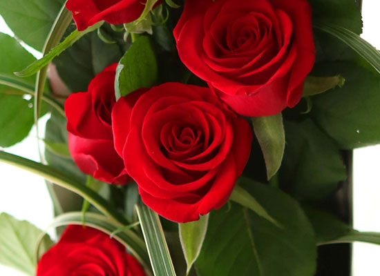 ̱ü - vital roses  ɹ