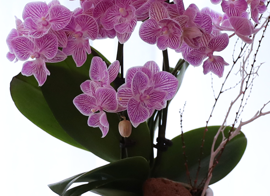 ��ũ�� ���� - ������ �� ���� �ɹ��