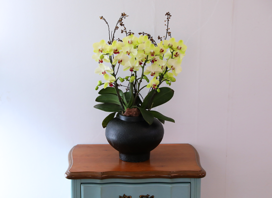 ��� �޻� �� �� - ������ �� ���� �ɹ��