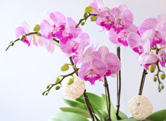 ��ƽ �� ��ũ - ������ �� ���� �ɹ��