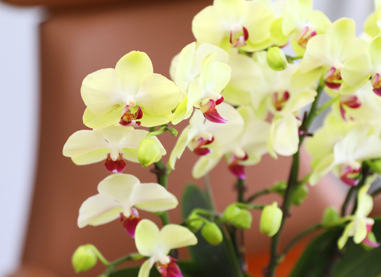 ��� �޺� ���� - ������ �� ���� �ɹ��