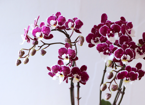 ���� ���� ���� - ������ �� ���� �ɹ��