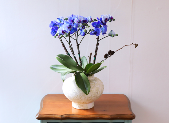 �޺� ������ �� - ������ �� ���� �ɹ��