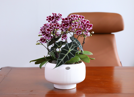 ������ �̽� - ������ �� ���� �ɹ��