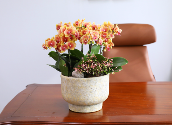 �¾��� �뷡 - ������ �� ���� �ɹ��