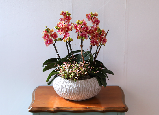 ��ȫ�� ��äȭ ���� - ������ �� ���� �ɹ��