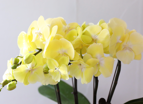 ���� �����ö��� - ������ �� ���� �ɹ��