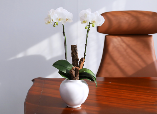 ������ �޺� - ������ �� ���� �ɹ��