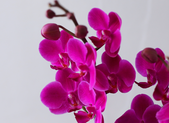 ��ȫ ���� �޺� - ������ �� ���� �ɹ��