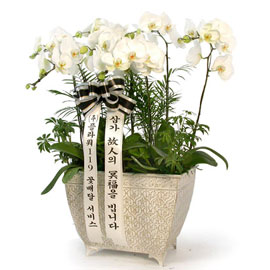 근조제단용 백색호접란(최고급) 꽃배달 꽃집