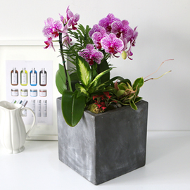 Office&Nature - 무늬가 아름다운 썬뷰티 (중) 꽃배달 꽃집