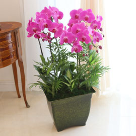 Office&Nature - 화려한 빛깔의 핑크호접란 (대) 꽃배달 꽃집