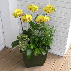 Office&Nature - 나비를 닮은 호접란 썬셋 꽃배달 꽃집