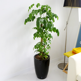 Office&Nature - 녹색 의 보석나무 녹보수(화기가 변경될 수 있습니다.) 꽃배달 꽃집