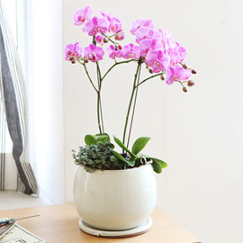 [서울배송]Table deco. 흰색화기의 연핑크호접 꽃배달 꽃집
