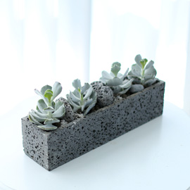 Succulent Plant (다육식물) - Gray(백은무) 꽃배달 꽃집