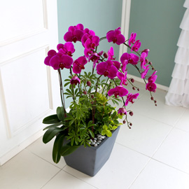 꽃이 아름다운 개업축하선물 서양란 - 곱고 진한빛깔의 핑크호접란  대 꽃배달 꽃집