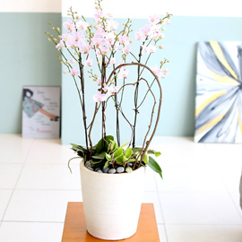 ²ÉÀÌ ¾Æ¸§´Ù¿î ¼¾ç¶õ - ¿¬ÇÑ ´«²É¼ÛÀÌ °°Àº Àܼ³